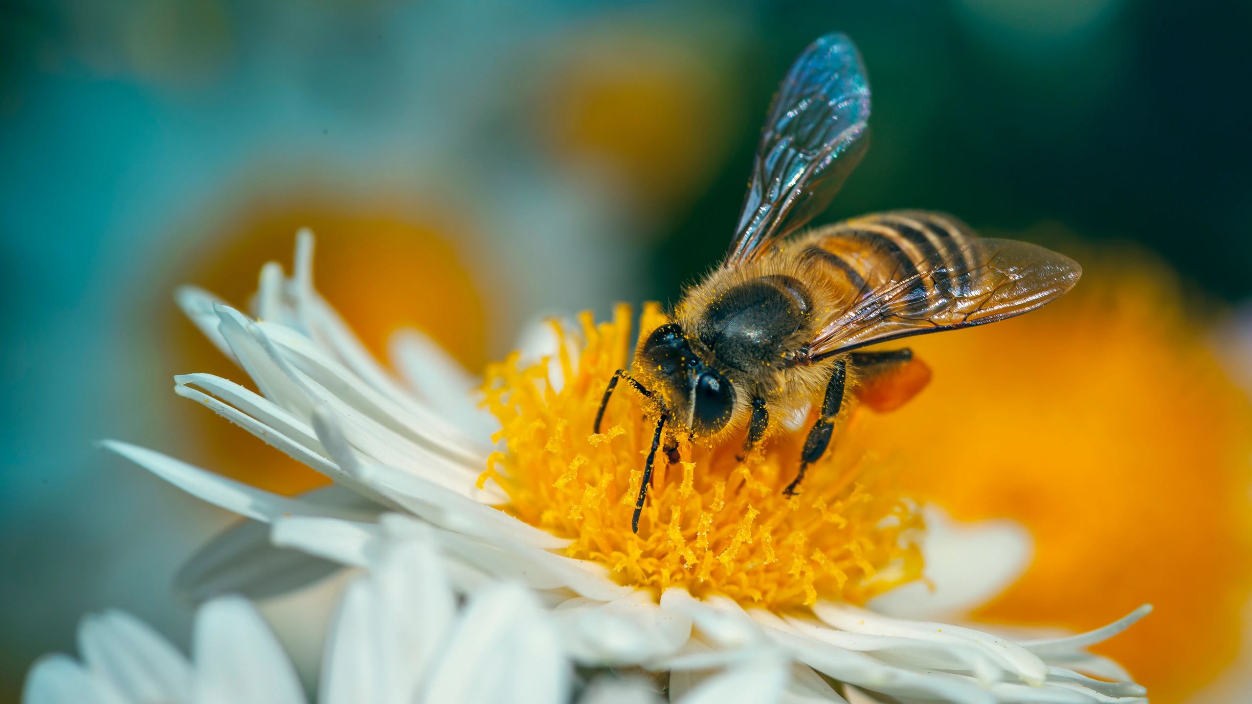 Support Commercial Beekeepers